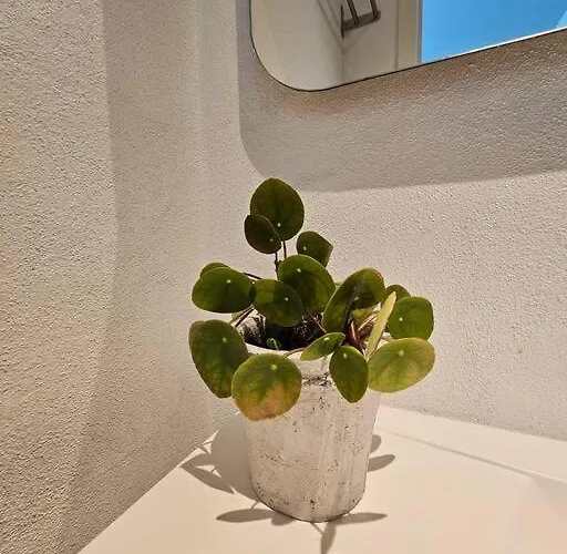 Med Altan Og Gratis Parkering 公寓 奥尔堡